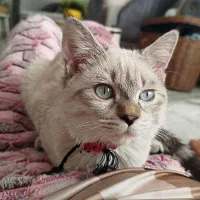 گربه اسکاتیش اصیل 6ت