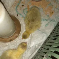 جوجه غاز محلی دو عدد موجوده|حیوانات مزرعه|قائم‌شهر, |دیوار