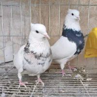 طوقی|پرنده|مبارکه, |دیوار