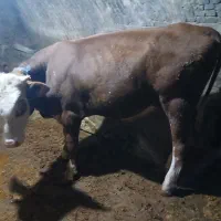 گوساله نرسمیتال