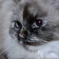 فروش دوتا گربه پرشین نروماده