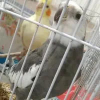 جفت عروس هلندی