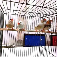 فنج ومرغ عشق