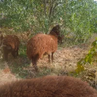 ۹راس بره بفروش میرسد|حیوانات مزرعه|انزل, |دیوار