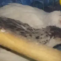 بلدرچین مینیاتوری