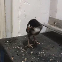 فروش جوجه لاری