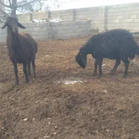 ‌بسیار عالی