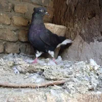 دم سفید ماده بشرط