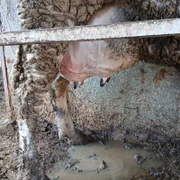 گاو|حیوانات مزرعه|تربت جام, جامرود|دیوار