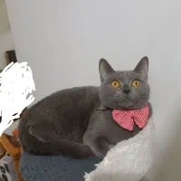 گربه بریتیش اصل ماده یکساله