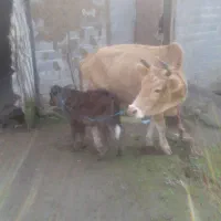 گاو.گوساله محلی|حیوانات مزرعه|اطاقور, |دیوار