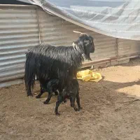 میش و بز بره