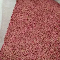 بذر گندم بوجاری شده