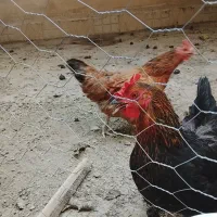 سه عدد مرغ محلی تخم گذار