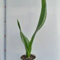 سانسوریا|گل و گیاه طبیعی|تهران, بنی‌هاشم|دیوار