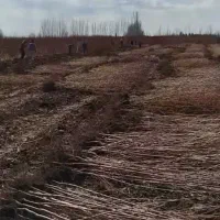 چنار ،بید،نارون