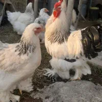 تخم برهما  اصل|حیوانات مزرعه|رشت, شهرک آیت الله منتظری|دیوار