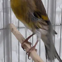 سیره قناری وسیله خاکی