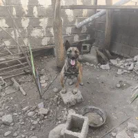 واگذاری سگ ژرمن