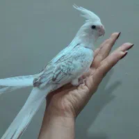 عروس هلندی خاص و کمیاب دوکت نسکافه ای