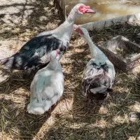 اردک اسراعیلی