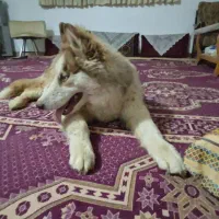 هاسکی شش ماه و پاپی پشمی یک سال|سگ|اصفهان, جلفا|دیوار