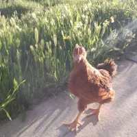 دو تا جوجه ژاپنی یک خروس و یک مرغ سرحال