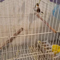 سهره ماده سهره خاکی|پرنده|کرمانشاه, |دیوار