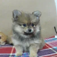 واگذاری پامرین|سگ|فولادشهر, C1|دیوار