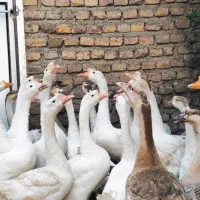 بوقلمون بوربون و قوغاز|حیوانات مزرعه|مینودشت, |دیوار