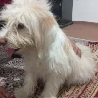 سگه گم شده باغین