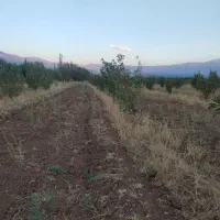 باغ سیب مرگور روستای گارانه و سه گرکان 6500 متر|فروش دفتر صنعتی، کشاورزی، تجاری|ارومیه, |دیوار