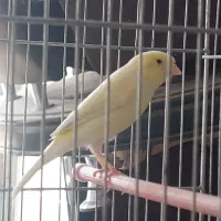 ماده قناری مست