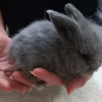 خرگوش