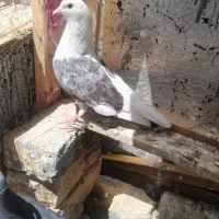 کبوتر ماده دوکت  معاوضه ماده