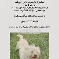 سگ گمشده در خیابان مهدیه فسا|حیوانات|فسا, |دیوار