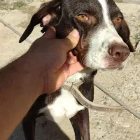 پوینتر میکس