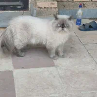 جفت گربه مولد