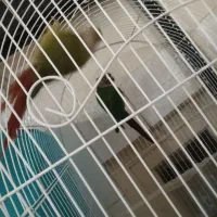 یک جفت گرینچیک|پرنده|قرچک, زیبا شهر|دیوار