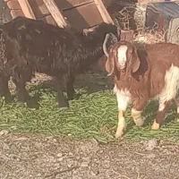 سه عددبزغاله