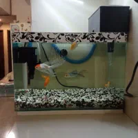 آکواریوم و ماهی