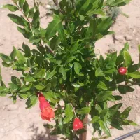 فروش باغ|فروش زمین و ملک کلنگی|شیراز, داریون|دیوار