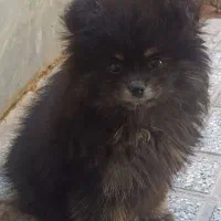 سگ پامر روباهی