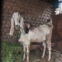 نربزنزدیک دوسال