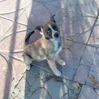 واگذاری سگ|سگ|قروه, |دیوار