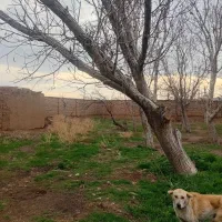 چهاردیواری
