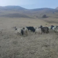 فروش گله بز با بزغاله|حیوانات مزرعه|سیلوانه, |دیوار