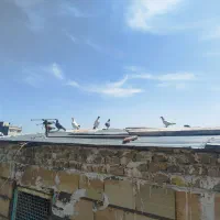 کفتر پرشی و مرغ عشق جفت