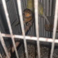 قناری.فر.|پرنده|تربتحیدریه, قائم|دیوار