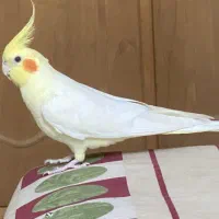 جوجه عروس هلندی لوتینو|پرنده|شیراز, شهرک قمشه|دیوار